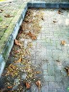 yellow autumn leaves on asphalt