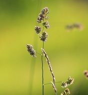 reed in summer