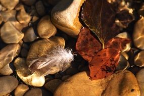 Bird's feather on autumn leaves