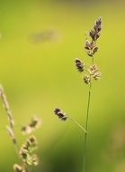 rill on the summer meadow