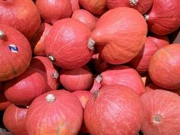 red decorative squashes