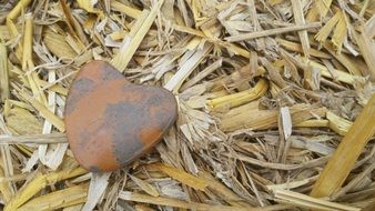 heart shaped stone on a corn field
