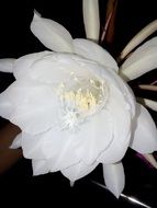 beautiful white cacti Flower, Night Queen, Epiphyllum oxypetalum