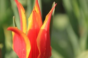 pointed red tulip close-up