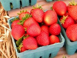 farmer strawberries in trays