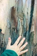 child hand on a tree close-up