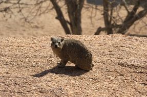 Hyrax Nager Rodent