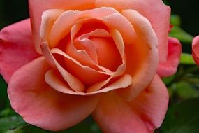 pink lush rose close up