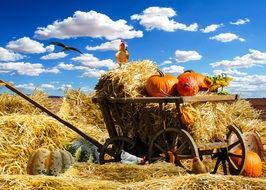 pumpkin among the straw on a sunny day