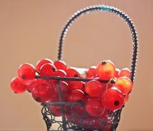 red currants berries in the basket