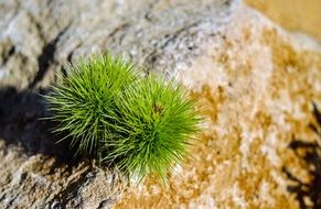 Chestnut Prickly