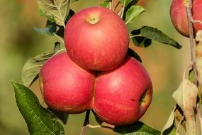 Trio of apples on the tree