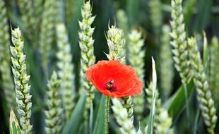 red poppy flower in wheat field