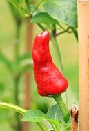 red chili peppers on a green stem in a garden