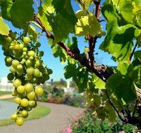 White Grapes on vine at summer landscape