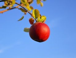 Red Apple Fruit Ripe