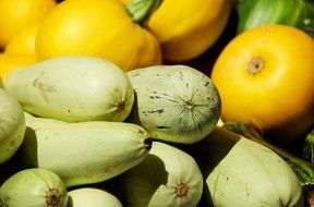 variety of zucchini