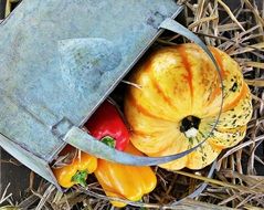 pumpkin and sweet pepper for thanksgiving day