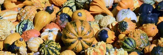 banner with various pumpkins