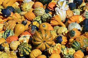 colorful gourd in autumn