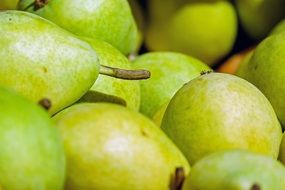 healthy green ripe pears