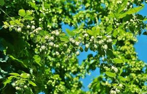 green hop crops