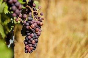 dainty Grapes Fruit