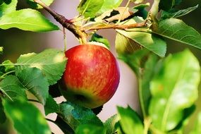 appetizing red Apple