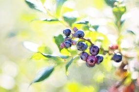 early blueberries on a branch in the forest