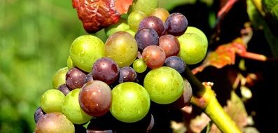 unripe Grapes close up outdoor