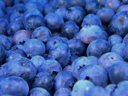 blueberry macro view