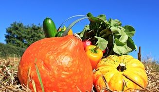 Thanksgiving Pumpkins Cucumbers nature decoration