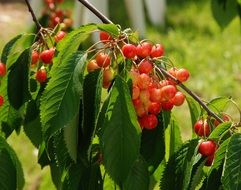 appetizing Cherry Fruit