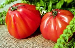 red tomatoes lie on a cloth