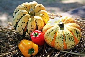 Thanksgiving Pumpkins and Paprika