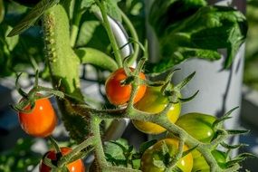 Ripe and unripe tomatoes on the bush