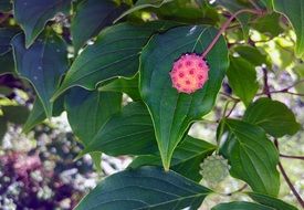 Dogwood Tree