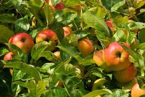 ripe pink-yellow apples in the garden