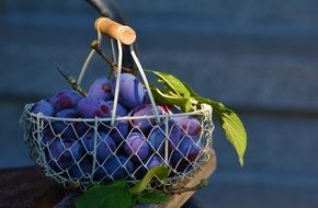 bright blue ripe plums in a basket