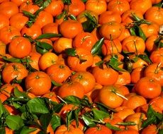 ripe Tangerines, Fruits with leaves