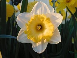 Beautiful white and yellow narcissus in spring