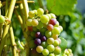 healthy bright grapes