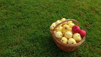 Basket of yellow and red apples on the grass