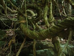 winding tree trunk in the forest