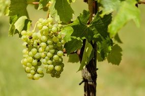 Green wine grapes