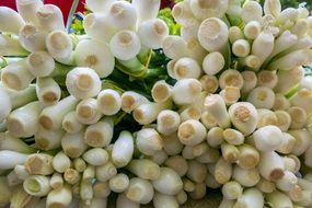 lots of green onions for sale