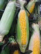 pile of untreated corn