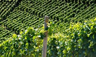 vineyards with green leaves