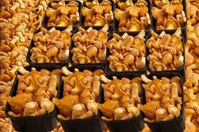 orange Mushrooms in boxes