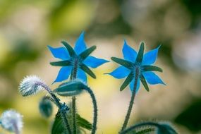 Borage Kukumerkraut Cucumber Herb